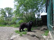 Превью фото № 184590