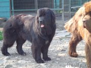 Превью фото № 184592