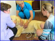 Превью фото № 184598