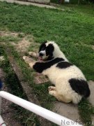 Превью фото № 184606