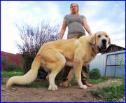 Превью фото № 184608