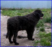 Превью фото № 184619