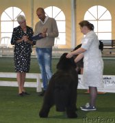 Превью фото № 184694