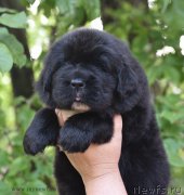 Превью фото № 184730