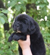 Превью фото № 184731