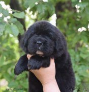 Превью фото № 184732