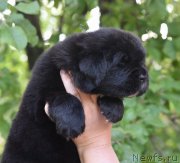 Превью фото № 184733