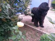 Превью фото № 184752