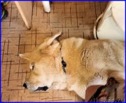 Превью фото № 184756