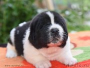 Превью фото № 184822