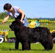 Превью фото № 184847