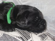 Превью фото № 184870