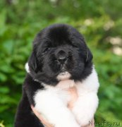 Превью фото № 184879