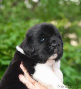 Превью фото № 184880