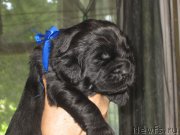 Превью фото № 184882