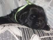 Превью фото № 184898