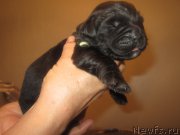 Превью фото № 184899