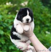 Превью фото № 184900