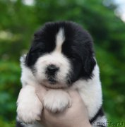 Превью фото № 184901