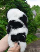 Превью фото № 184906