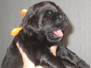 Превью фото № 184933