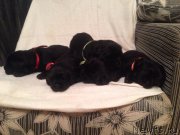 Превью фото № 184935