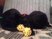 Превью фото № 184937