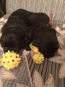 Превью фото № 184939