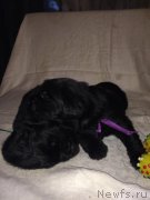 Превью фото № 184940