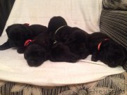 Превью фото № 184941