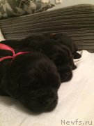 Превью фото № 184943