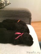 Превью фото № 184944