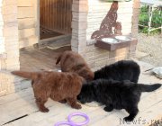 Превью фото № 184956