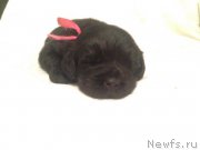 Превью фото № 184958