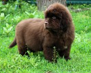 Превью фото № 184966