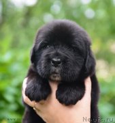 Превью фото № 184986