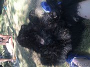 Превью фото № 185004