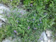 Превью фото № 185083