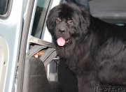 Превью фото № 185103