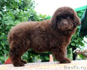 Превью фото № 185120