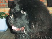 Превью фото № 185150