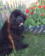 Превью фото № 185159