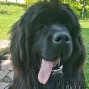 Превью фото № 185183