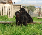 Превью фото № 185301