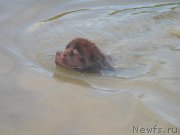 Превью фото № 185312