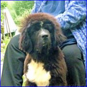 Превью фото № 185322