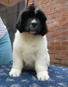 Превью фото № 185325