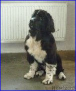 Превью фото № 185344