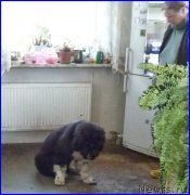 Превью фото № 185345