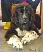 Превью фото № 185352